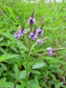 Blue Vervain - Spence Restoration Nursery