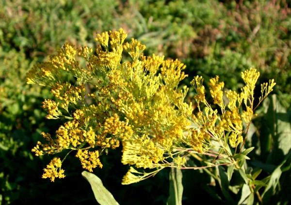 Ohio Goldenrod - Spence Restoration Nursery