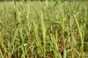 Virginia Rye Triple Virginia Wild Rye - Spence Restoration Nursery